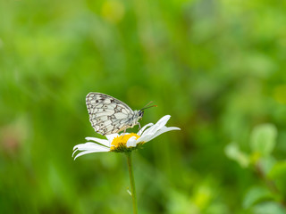 Marbled White Butterfly on marjoram flower( Melanargia galathea ) on a ox-eye daisy