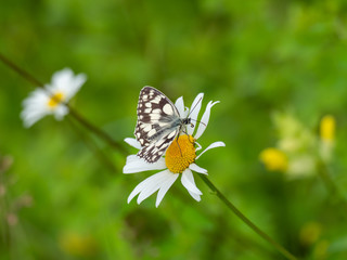 Marbled White Butterfly on marjoram flower( Melanargia galathea ) on a ox-eye daisy