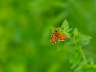 Fototapeta na wymiar Small Skipper ( Thymelicus sylvestris) Butterfly