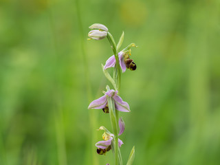 Bee Orchid ( Ophrys apifera ). Close up.
