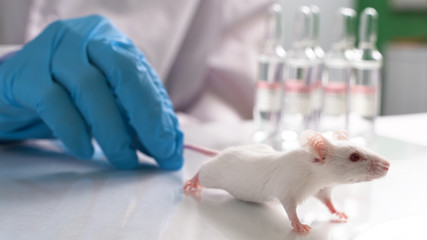 Scientist tests mouse new vaccine or medicine against coronavirus 2019-nCoV