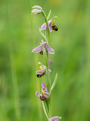 Bee Orchid ( Ophrys apifera ). Close up.