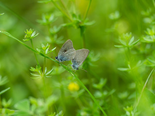 Small blue butterflies mating  ( Cupido minimus )