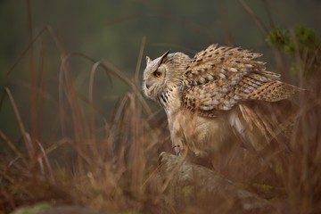 Sibirian Eagle owl ( bubo bubo sibiricus) sitting on the rock in the natural autumn environment