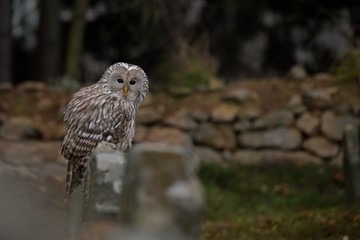 Ural owl ( Strix Uralensis ) sitting on the cemetery , Taken in Czech Republic