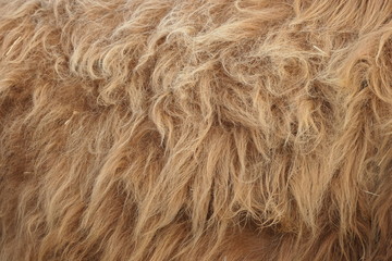 texture of fur