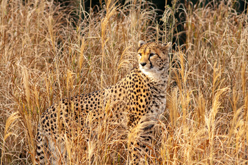 Cheetah in the long grass
