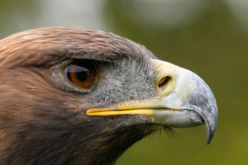 portrait of a golden eagle