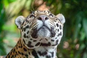 Foto op Plexiglas jaguar portrait © Sue
