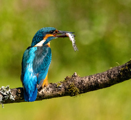 kingfisher on a branch with a fish