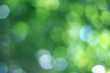 Blurred green bokeh and a blurred background from the tree