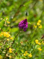 Pyramidal orchid ( Anacamptis pyramidalis ) in a meadow