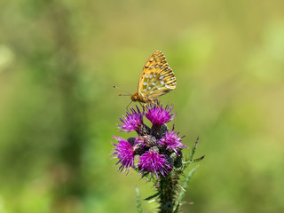 Silver Washed Fritillary (Argynnis paphia) on Common Knapweed ( Centaurea )