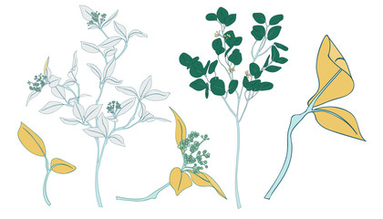 Vector Leaf Collection Botanical Element Set Herbal branch