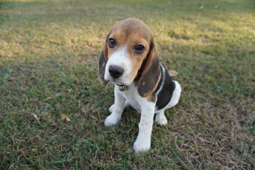 Beagle dog in the park
