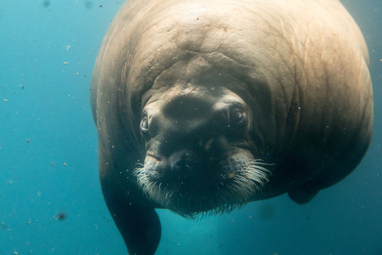 Close-Up Of Walrus In Sea