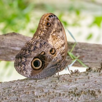 Butterfly with brown wings called Idomeneus giant owl