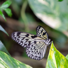 Butterfly with colored wings perched on leaves