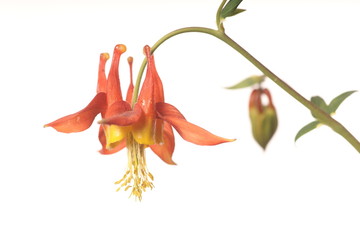 Isolated red Columbine on White