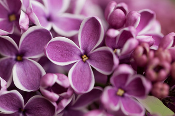 blooming lilac with wonderful bright flowers
