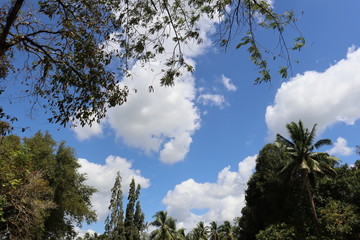 Obraz premium trees and sky