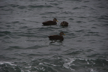 ducks in water