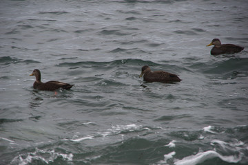 Naklejka premium ducks in water