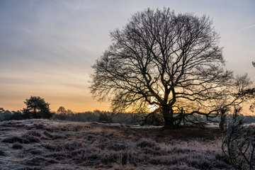 tree sunrise moor winter landscape nature