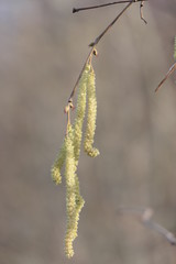 hazle bush in winter