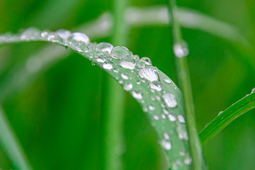 Drops of dew on the grass. Decorative, colorful abstract background.