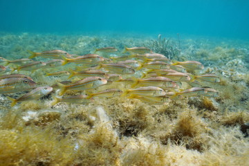 School of fish, striped red mullet (Mullus surmuletus) underwater in the Mediterranean sea, Spain, Costa Brava, Cadaques, Catalonia, Cap de Creus