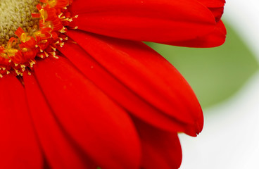 close up of petals of a red gerbera flower