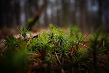 Fototapeta premium Moss
