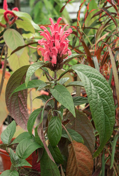 Full Plant of Brazilian Flower of Flamingo also Known as Justicia (Jacobinia Carnea)