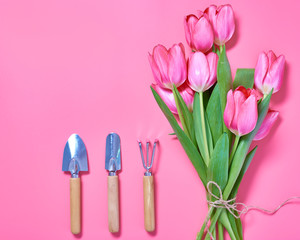 Pink tulips and garden tools on painted pink background. Space for text. Top view.
