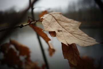 Autumn leaves