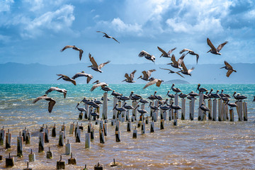 Seagulls and pelicans flying and posed in a abandoned dock. Coche Island. Venezuela