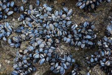 France. Bretagne. Brittany. Wild mussels hanging on a rock, visible at low tide. Moules sauvages...