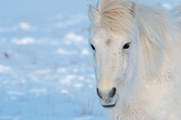 Obraz na płótnie Canvas Beautiful icelandic horse on the snow ground. This animal is typical for nature of Iceland.