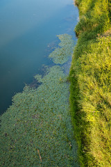 Obraz premium Ecotone littoral zone with riverplants 