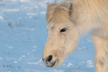Fototapeta na wymiar Beautiful icelandic horse on the snow ground. This animal is typical for nature of Iceland.