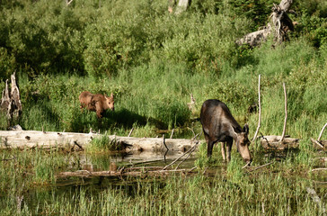 Mother and Calf Moose Grazing in Fields