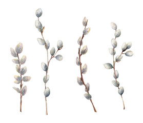 Watercolor willow branches. Hand painted willow wood isolated on white background. Spring illustration for design, print, fabric or background. - obrazy, fototapety, plakaty