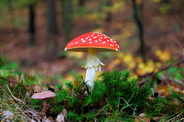 Amanita muscaria, commonly known as the fly agaric growing in the forest