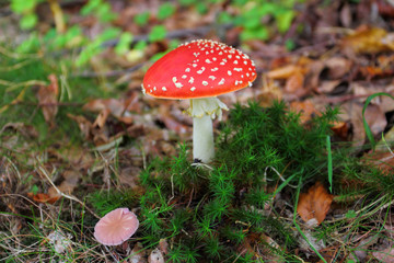 Fly agaric or fly Amanita mushroom, Amanita muscaria