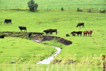 Cows by Pasture Stream