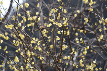 Winter sweet blooms yellow glossy flowers with a sweet scent in winter.