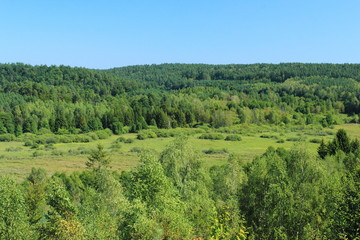 View on green forest in summer. Above view