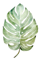 Beautiful watercolor tropical leaf painted on white paper, top view - obrazy, fototapety, plakaty