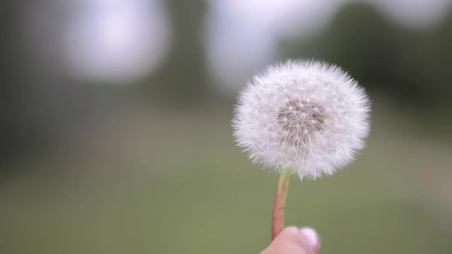 Fragile white dandelion blossom gets blown away by beautiful young woman. Girl blowing on dandelion. Beautiful shot of fluffy white seeds flying into the distance. Enjoy Nature. Allergy free concept.